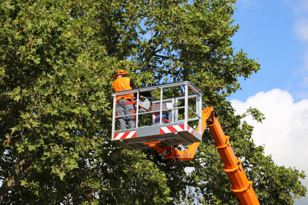 Best Tree Removal Near Me  in USA